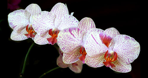 orchidee